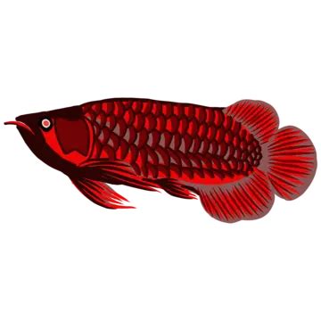 Red Arowana Fish Logo Illustration Vector, Illustration, Red, Arowana ...