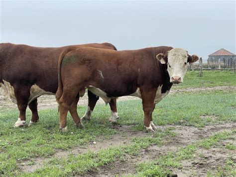 Horned Hereford Bulls Nex Tech Classifieds