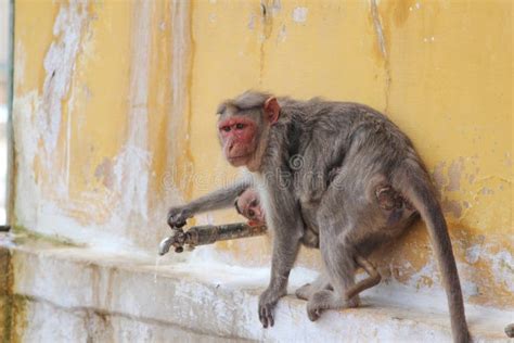 1,454 Monkey Drinking Water Photos - Free & Royalty-Free Stock Photos ...