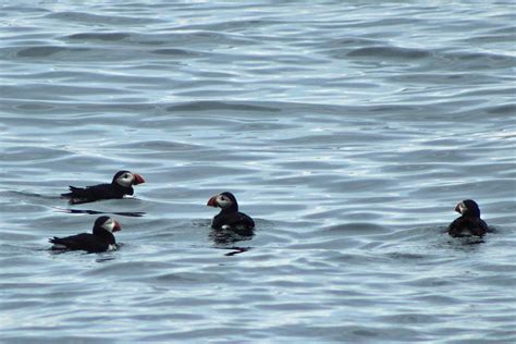 Maine Puffin Watch - New Harbour | Trails Unblazed