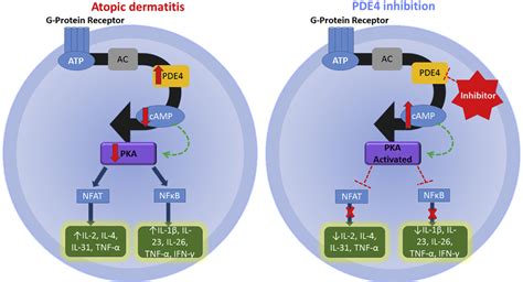 Phosphodiesterase 4 Inhibitors Journal Of The American Academy Of Dermatology