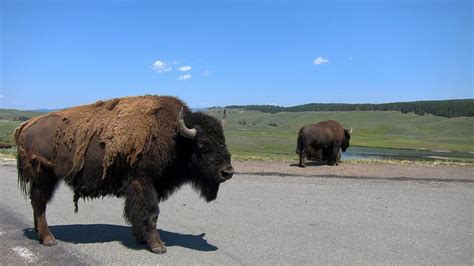 Woman Flipped Into The Air After Selfie With Bison Petapixel