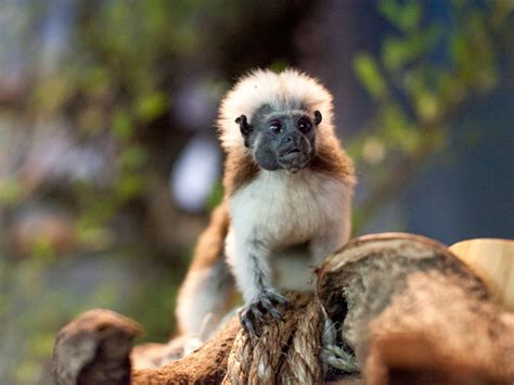 Meet The Twin Tamarin Monkeys At Green Planet Dubai Going Out Gulf News