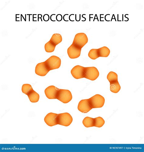 Enterococcus Faecalis Pathogenic Flora The Bacterium Causes