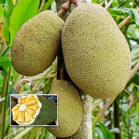 Buy Haping Jackfruit Vietnam Super Early 1 Year Fruiting Variety Ayur