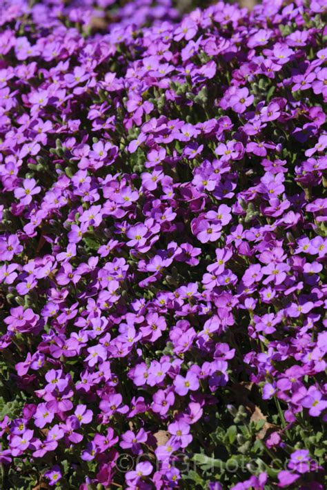 Aubrieta Deltoidea Photo At Pictures Of Plants Stock Image Library