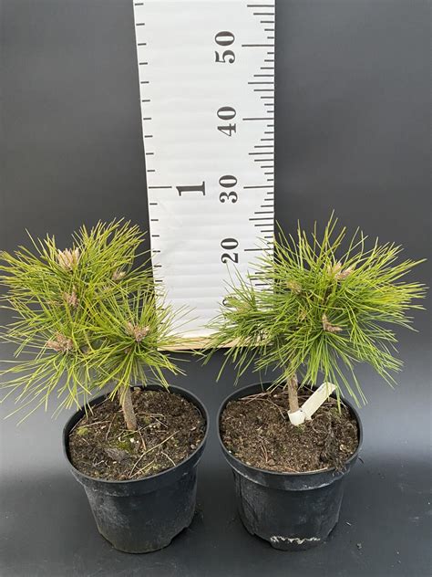 Pinus Densiflora Sosna G Stokwiatowa Low Glow Krzewiarnia Szk Ka