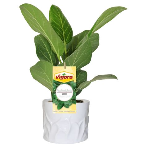 Vigoro 5-inch Ficus Benghalensis Audrey Indoor Tropical Plant in Ceramic Pot | The Home Depot Canada