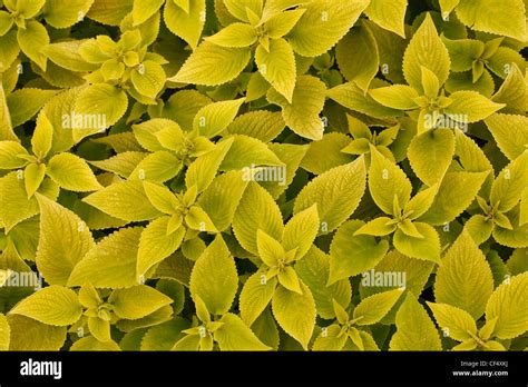 Coleus Inflorescence Hi Res Stock Photography And Images Alamy