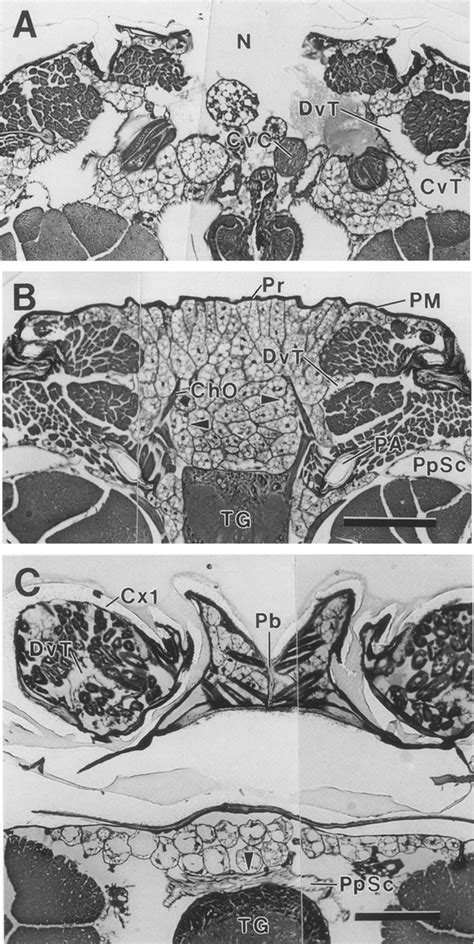 A C Photomicrographs Of Horizontal Sections Through The Anterior