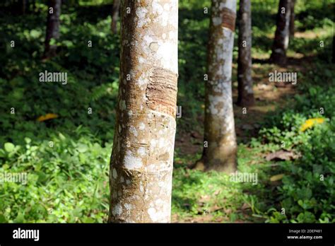 Rubber Plantation In Sri Lanka Hi Res Stock Photography And Images Alamy