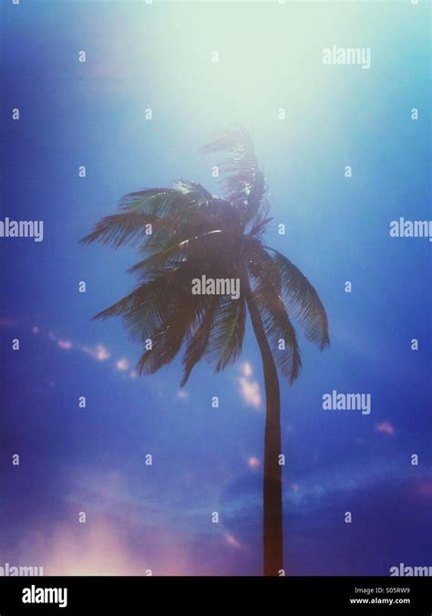 Coconut Palm Tree Hi Res Stock Photography And Images Alamy