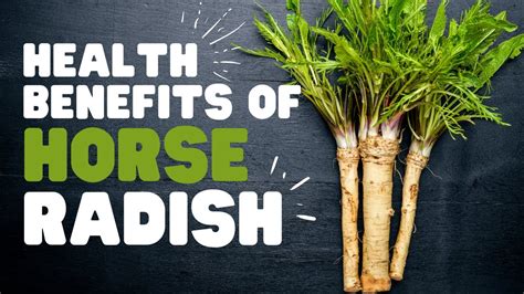 Health Benefits Of Horseradish Medicine Hidden In A Vegetable Youtube