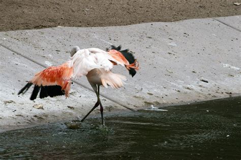 Pink Flamingo Free Stock Photo Public Domain Pictures