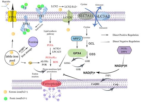 Frontiers Molecular Mechanisms Of Ferroptosis And Its Roles In Leukemia