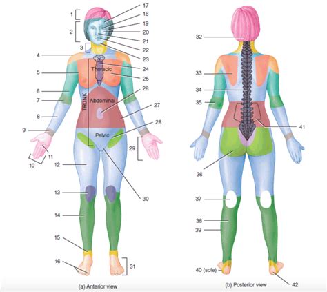 Body Regions Diagram Quizlet