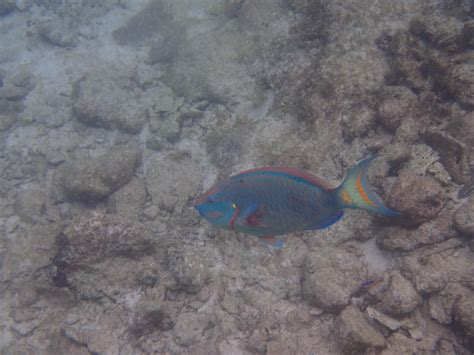 Sparisoma Viride Stoplight Parrotfish Snorkeling Report