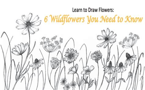 Learn To Draw Flowers 6 Wildflowers You Need To Know Isa Down