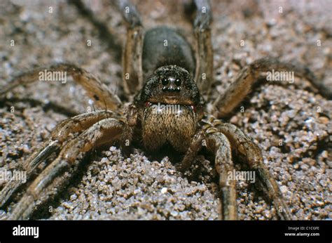 Close Up Detail Of Burrowing Wolf Spider Geolycosa On Forest Floor