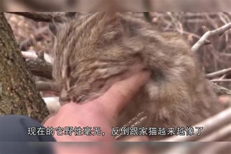 大叔救了一只小猫咪，想不到是只豹猫，从此变成跟屁虫豹猫跟屁虫大叔