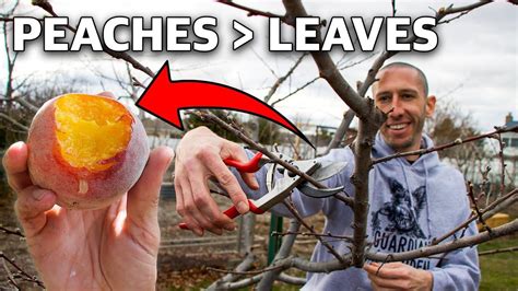 How To Prune A Peach Tree In 4 Simple Steps In 2024 Pruning Peach