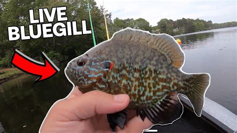 Catching Big Bass On Live Bluegill Youtube