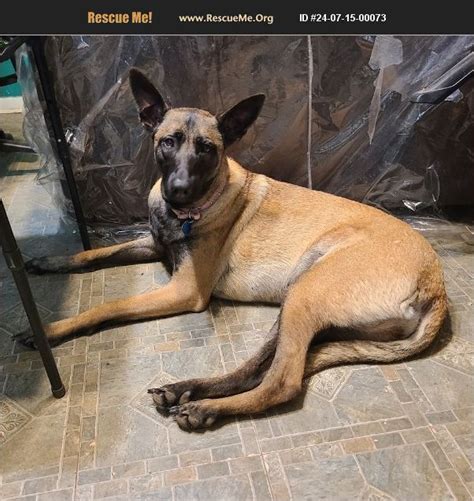 Adopt Belgian Malinois Rescue Asher Ok