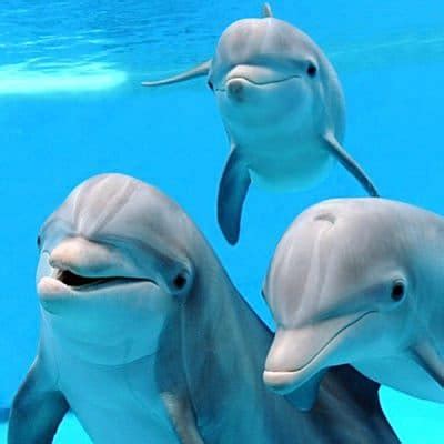 Descubre Cómo se Comunican los Delfines Postposmo Postposmo