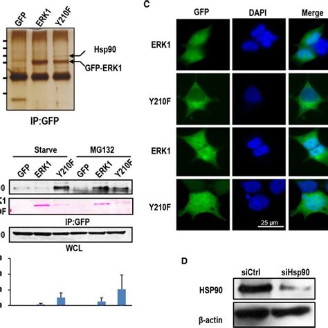 Chip Is The Major E Ubiquitin Ligase Mediating Y F Ubiquitination