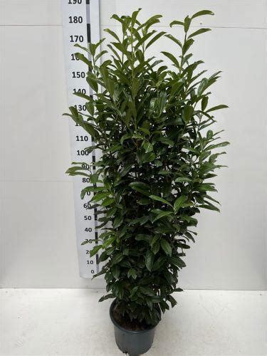 Prunus Laurocerasus Genolia Laurel Instant Hedging Screens