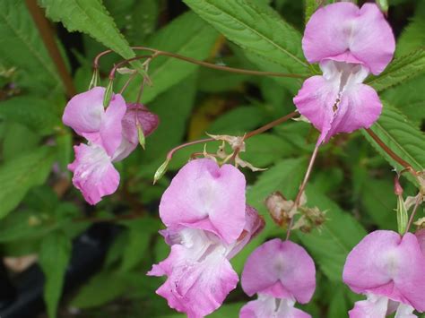 Himalayan Balsam Invas Biosecurity Ireland