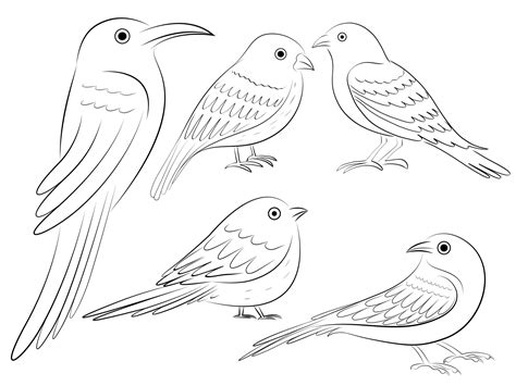 outline bird drawing 8165177 Vector Art at Vecteezy