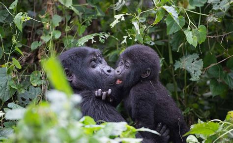 Gorilla Trekking In Rushaga Sector In Bwindi National Park