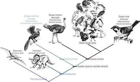 Injusto Ponte De Pie En Su Lugar Becerro Arbol Filogenetico De Las Aves