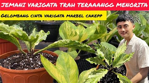 ANTHURIUM JEMANI VARIGATA TRAH TERANG MENORITA GELOMBANG CINTA