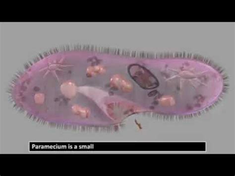 Nutrition In Paramecium Youtube