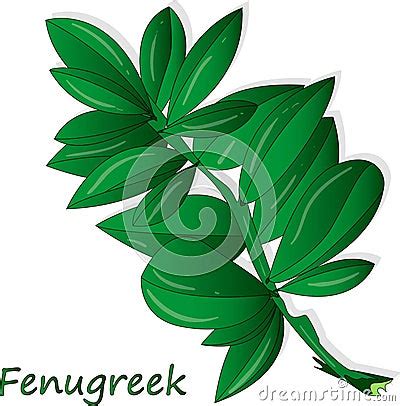 Methi Fenugreek Leaves Vector Illustration On White Background