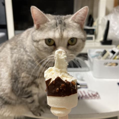 香坂真帆とモノトーンにゃんこたち On Twitter アイスを狙う猫。チョコはダメだって😅 Hersheys アーモンドチョコアイス