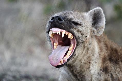 Hyena Bite Force