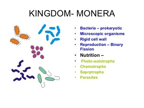 Plant Kingdom Classification