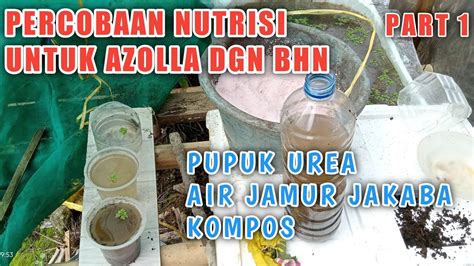 BUDIDAYA AZOLLA PEMULA PERCOBAAN NUTRISI UNTUK AZOLLA PAKAN TERNAK