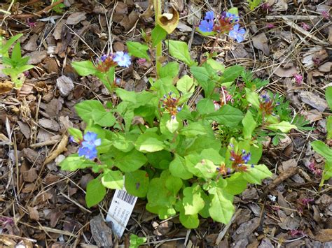 Garden of Aaron: Groundcover Review - Hardy Blue Plumbago, Ceratostigma ...