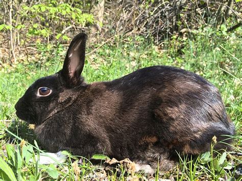 Silver Fox Rabbit - Rabbits Life