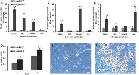 Effects Of Pei Al Pbmp On Osteogenic Differentiation In Mc T E Cells