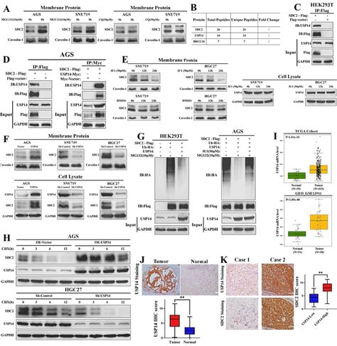 Usp14 Stabilizes Sdc2 By Decreasing Its Ubiquitin Mediated Degradation