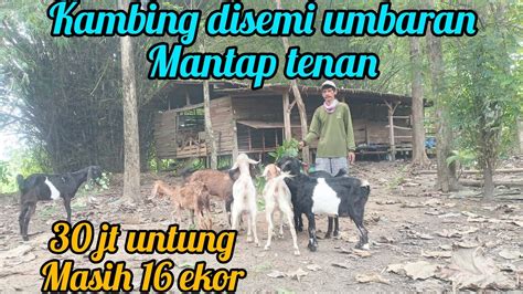 Pak Wage Pengusaha Meubel Sampinganya Ternak Kambing Youtube