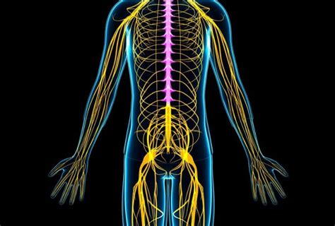 Il Sistema Nervoso Periferico Cosè E A Cosa Serve Diabasi®