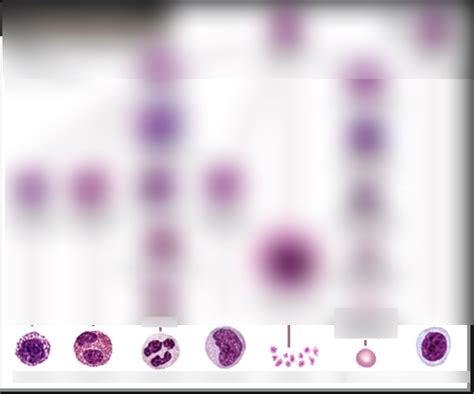 Types Of White Blood Cells Diagram Quizlet