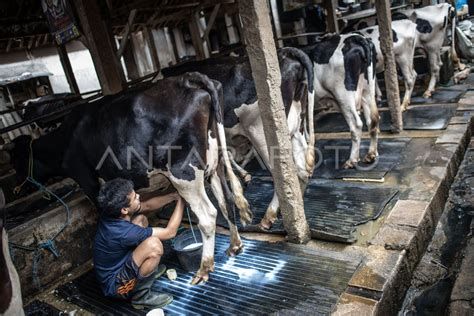 Produksi Susu Sapi Perah Antara Foto