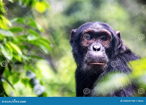 Adult Chimpanzee Pan Troglodytes In The Tropical Rainforest Of Kibale